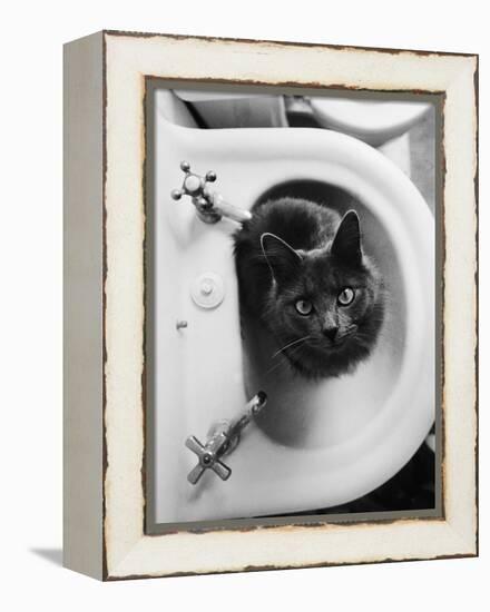 Cat Sitting In Bathroom Sink-Natalie Fobes-Framed Premier Image Canvas