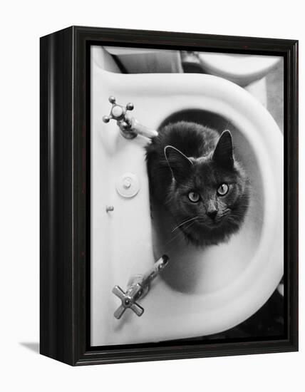 Cat Sitting In Bathroom Sink-Natalie Fobes-Framed Premier Image Canvas