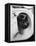 Cat Sitting In Bathroom Sink-Natalie Fobes-Framed Premier Image Canvas