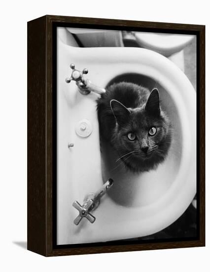 Cat Sitting In Bathroom Sink-Natalie Fobes-Framed Premier Image Canvas