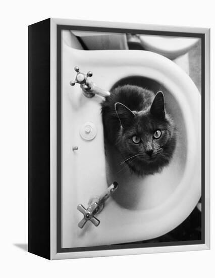 Cat Sitting In Bathroom Sink-Natalie Fobes-Framed Premier Image Canvas