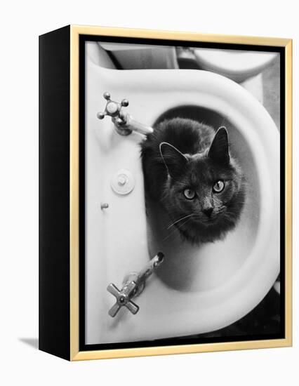 Cat Sitting In Bathroom Sink-Natalie Fobes-Framed Premier Image Canvas