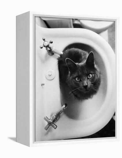 Cat Sitting In Bathroom Sink-Natalie Fobes-Framed Premier Image Canvas