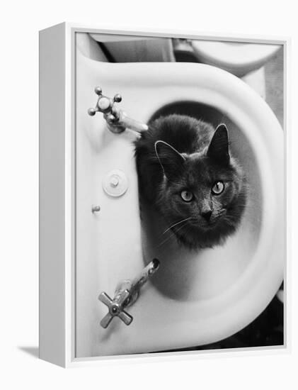 Cat Sitting In Bathroom Sink-Natalie Fobes-Framed Premier Image Canvas