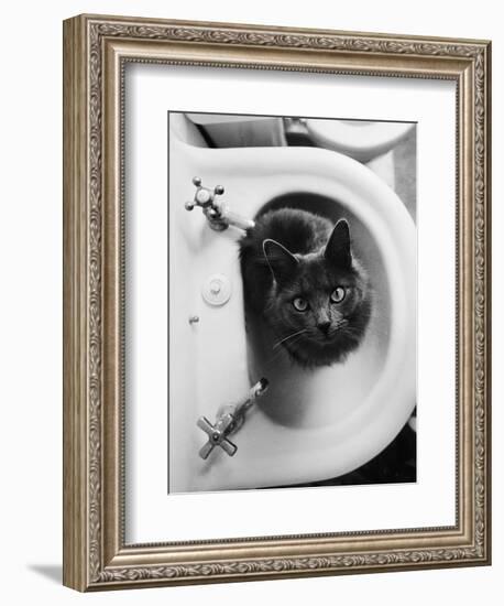 Cat Sitting In Bathroom Sink-Natalie Fobes-Framed Premium Photographic Print