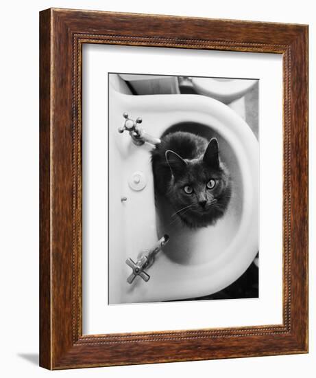 Cat Sitting In Bathroom Sink-Natalie Fobes-Framed Premium Photographic Print