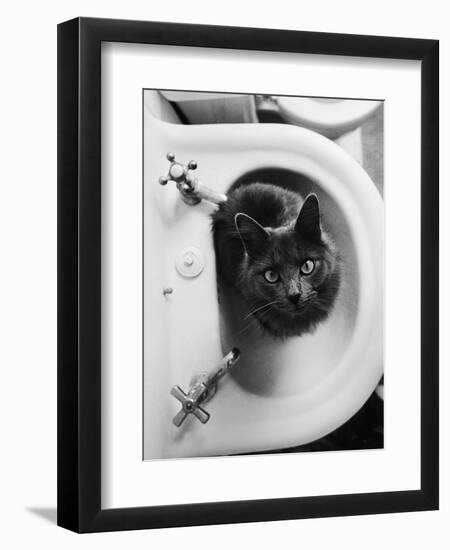 Cat Sitting In Bathroom Sink-Natalie Fobes-Framed Premium Photographic Print