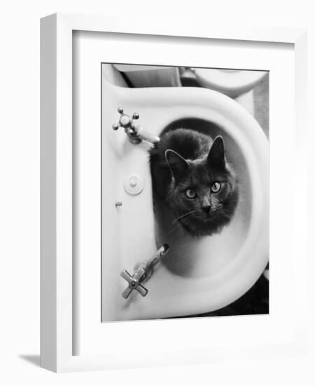 Cat Sitting In Bathroom Sink-Natalie Fobes-Framed Premium Photographic Print