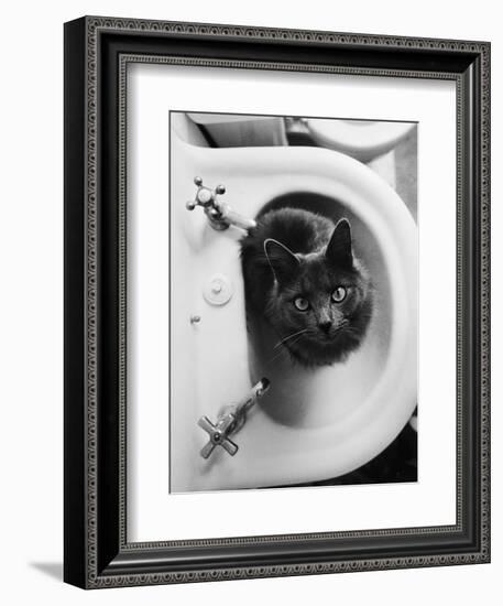 Cat Sitting In Bathroom Sink-Natalie Fobes-Framed Premium Photographic Print