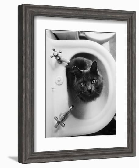 Cat Sitting In Bathroom Sink-Natalie Fobes-Framed Photographic Print