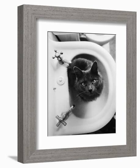 Cat Sitting In Bathroom Sink-Natalie Fobes-Framed Photographic Print