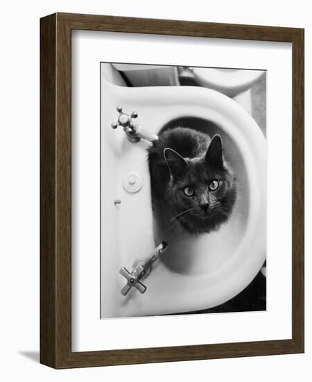 Cat Sitting In Bathroom Sink-Natalie Fobes-Framed Photographic Print