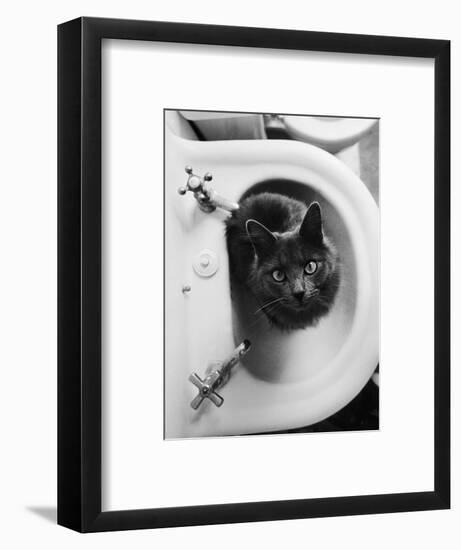 Cat Sitting In Bathroom Sink-Natalie Fobes-Framed Photographic Print