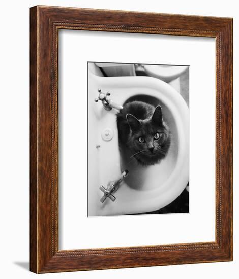 Cat Sitting In Bathroom Sink-Natalie Fobes-Framed Photographic Print