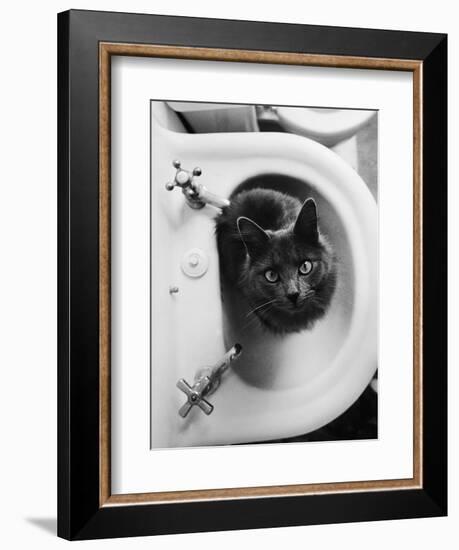 Cat Sitting In Bathroom Sink-Natalie Fobes-Framed Photographic Print