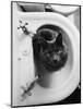 Cat Sitting In Bathroom Sink-Natalie Fobes-Mounted Photographic Print