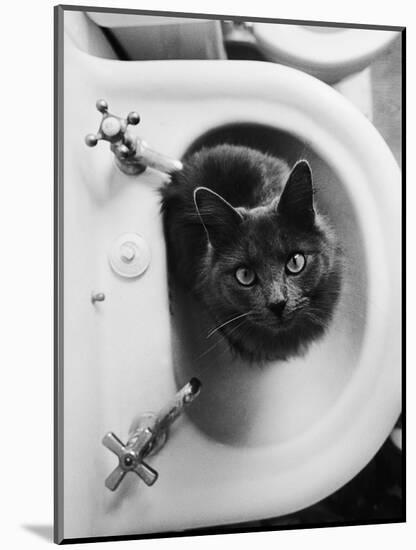 Cat Sitting In Bathroom Sink-Natalie Fobes-Mounted Photographic Print