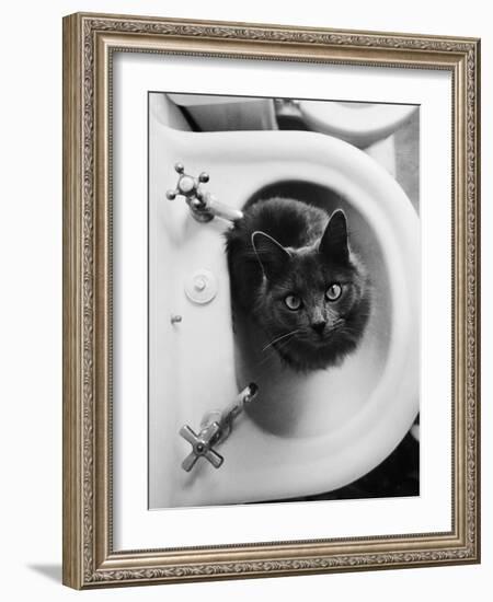 Cat Sitting In Bathroom Sink-Natalie Fobes-Framed Photographic Print