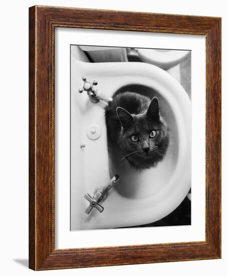 Cat Sitting In Bathroom Sink-Natalie Fobes-Framed Photographic Print