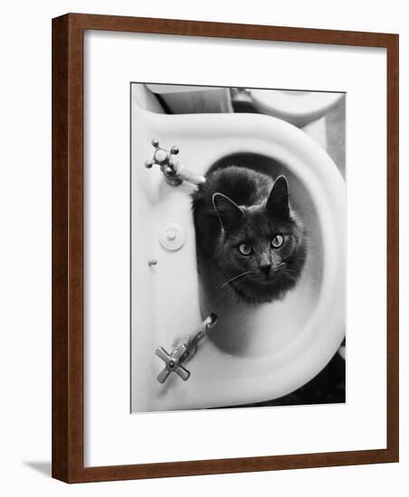 Cat Sitting In Bathroom Sink-Natalie Fobes-Framed Photographic Print