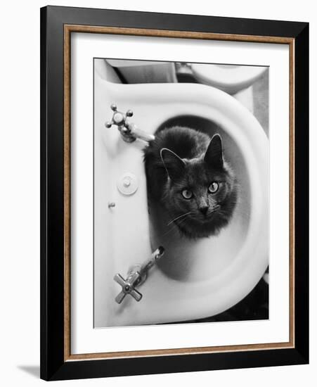 Cat Sitting In Bathroom Sink-Natalie Fobes-Framed Photographic Print