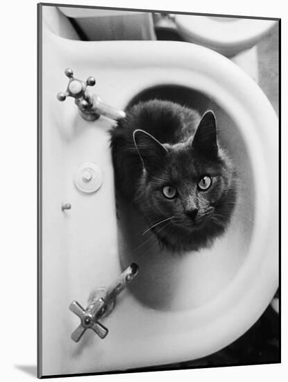 Cat Sitting In Bathroom Sink-Natalie Fobes-Mounted Photographic Print