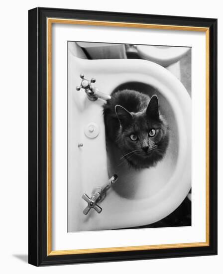 Cat Sitting In Bathroom Sink-Natalie Fobes-Framed Photographic Print