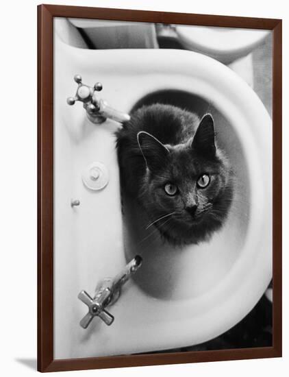 Cat Sitting In Bathroom Sink-Natalie Fobes-Framed Photographic Print