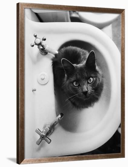 Cat Sitting In Bathroom Sink-Natalie Fobes-Framed Photographic Print