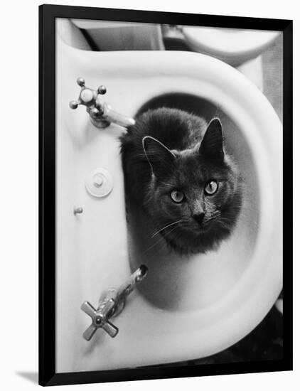 Cat Sitting In Bathroom Sink-Natalie Fobes-Framed Photographic Print