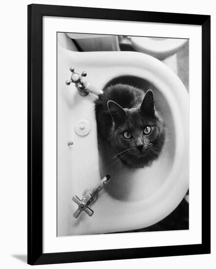 Cat Sitting In Bathroom Sink-Natalie Fobes-Framed Photographic Print