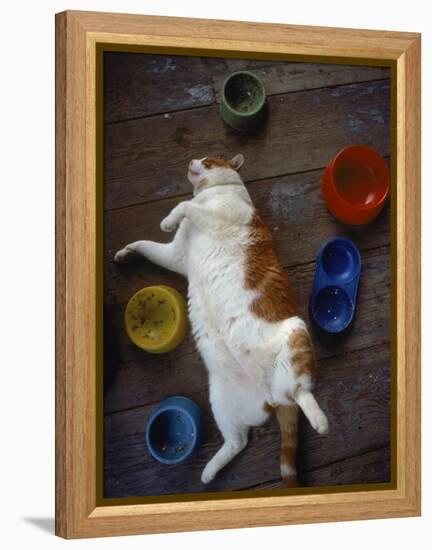 Cat Sleeping on its Back-Chris Rogers-Framed Premier Image Canvas