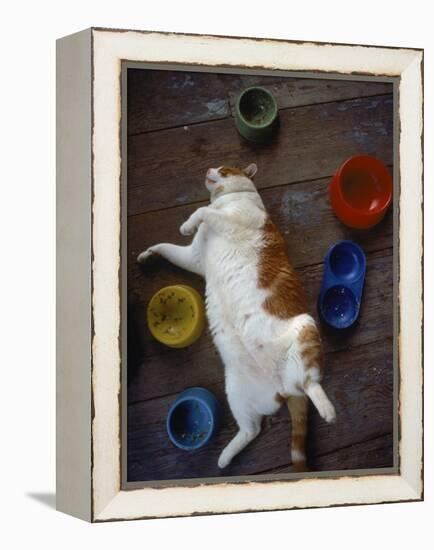 Cat Sleeping on its Back-Chris Rogers-Framed Premier Image Canvas