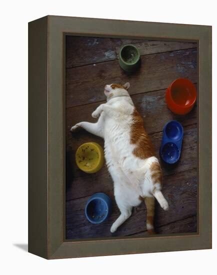 Cat Sleeping on its Back-Chris Rogers-Framed Premier Image Canvas