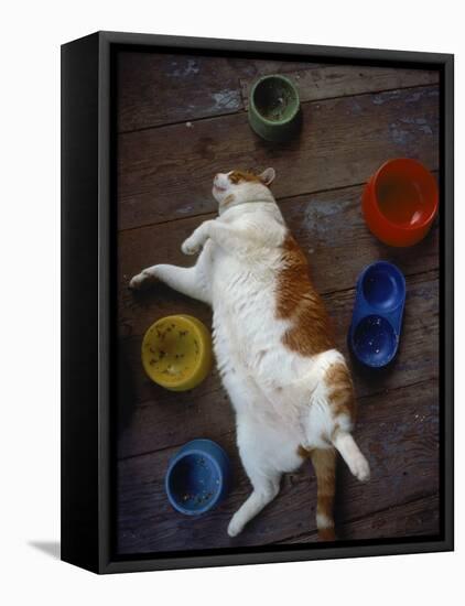 Cat Sleeping on its Back-Chris Rogers-Framed Premier Image Canvas