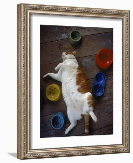 Cat Sleeping on its Back-Chris Rogers-Framed Photographic Print
