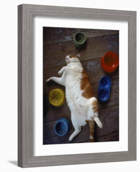 Cat Sleeping on its Back-Chris Rogers-Framed Photographic Print