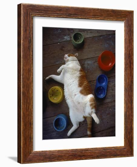 Cat Sleeping on its Back-Chris Rogers-Framed Photographic Print