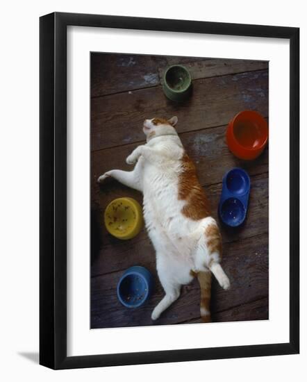 Cat Sleeping on its Back-Chris Rogers-Framed Photographic Print