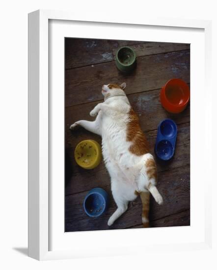 Cat Sleeping on its Back-Chris Rogers-Framed Photographic Print