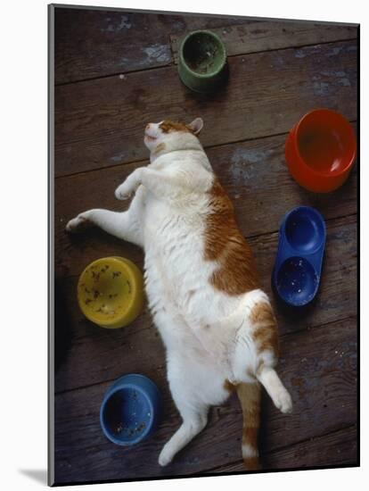 Cat Sleeping on its Back-Chris Rogers-Mounted Photographic Print