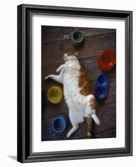 Cat Sleeping on its Back-Chris Rogers-Framed Photographic Print