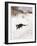 Cat Stalking over Snow, 1884-Bruno Andreas Liljefors-Framed Giclee Print