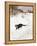 Cat Stalking over Snow, 1884-Bruno Andreas Liljefors-Framed Premier Image Canvas