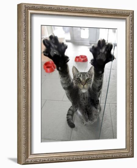 Cat Stretches on a Glass Door in the Animal Shelter in Berlin-null-Framed Photographic Print