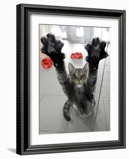 Cat Stretches on a Glass Door in the Animal Shelter in Berlin-null-Framed Photographic Print