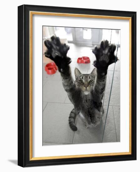 Cat Stretches on a Glass Door in the Animal Shelter in Berlin-null-Framed Photographic Print