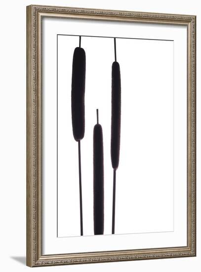 Cat Tails I-Monika Burkhart-Framed Photographic Print