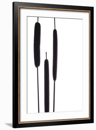 Cat Tails I-Monika Burkhart-Framed Photographic Print