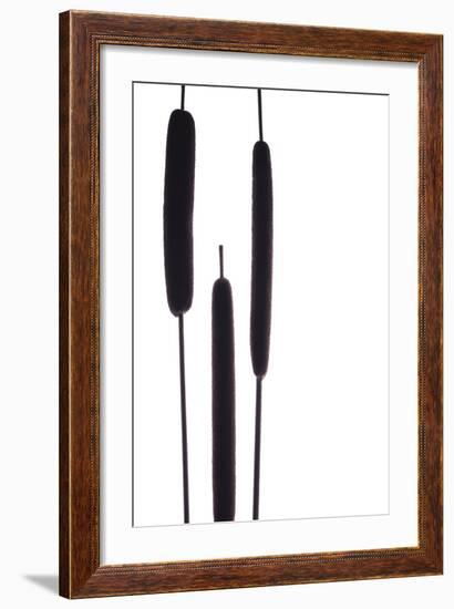 Cat Tails I-Monika Burkhart-Framed Photographic Print